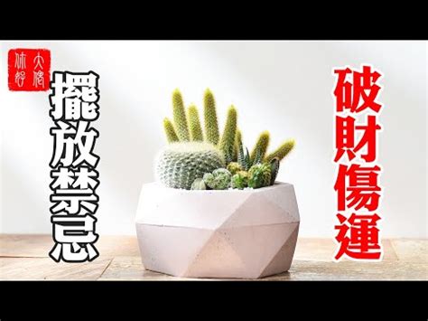 門口可放仙人掌嗎|【門口可放仙人掌嗎】門口放仙人掌：招財化煞還是阻擋好運？完。